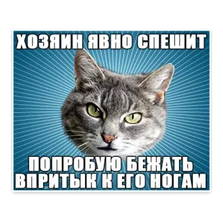 😚 4f9544fd ХОЗЯИН ЯВНО СПЕШИТ
ПОПРОБУЮ БЕЖАТЬ
ВПРИТЫК К ЕГО НОГАМ 猫, 表情包, 动物, 俄语, 幽默 telegram sticker