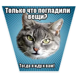 🐱 5364320f Только что погладили вещи?
Тогда я иду к вам! 猫, 表情包, 俄语, 搞笑, 动物, 幽默 telegram sticker