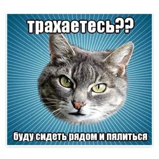 😋 74663f80 ТРАХАЕТЕСЬ??
БУДУ СИДЕТЬ РЯДОМ И ПЯЛИТЬСЯ 猫, 表情包, 搞笑, 俄语, 动物, 灰猫 telegram sticker