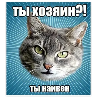 😀 841d19ce ТЫ ХОЗЯИН?!
ТЫ НАИВЕН 猫, 表情包, 俄语, 宠物, 动物 telegram sticker