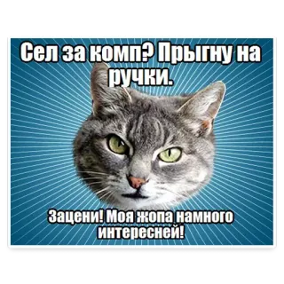 🐱 940f9fa6 Сел за комп? Прыгну на
ручки.
Зацени! Моя жопа намного
интересней! 猫, 搞笑, 表情包, 俄语, 文字, 动物, 幽默 telegram sticker