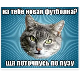 😳 c23465fc на тебе новая футболка?
ща поточпусь по пузу 猫, 表情包, 搞笑, 俄罗斯, 宠物, 动物 telegram sticker