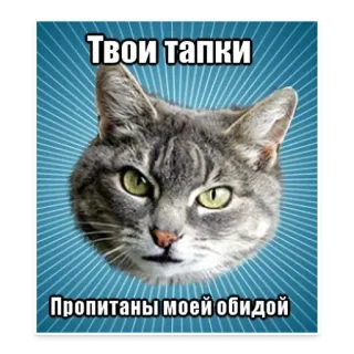 😝 ed5540f1 Твои тапки 
Пропитаны моей обидой 猫, 鞋子, 搞笑, 动物, 表情包, 俄语, 笑话 telegram sticker