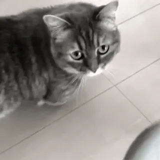 🐈 0c179dad chat, animal, animal de compagnie, chat domestique telegram sticker