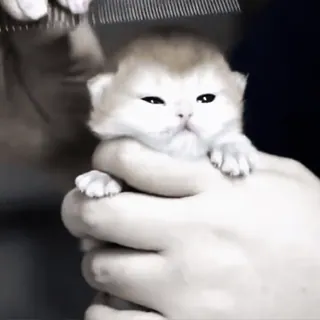 🐈 2ad45774 chaton, chat, mignon, animal, animal de compagnie, toilettage, petit, adorable telegram sticker