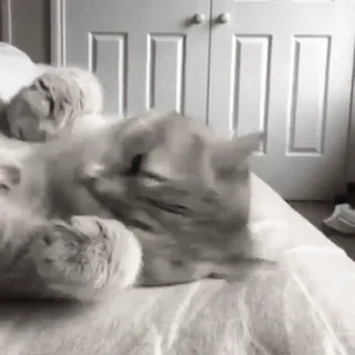 🐈 33671c08 chat, animal, animal domestique, couché, animal de compagnie telegram sticker