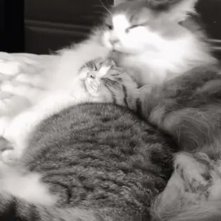 🐈 42edab8e chats, animaux, animaux de compagnie, animaux domestiques, mammifères, câlin chat, chats qui dorment, félin telegram sticker