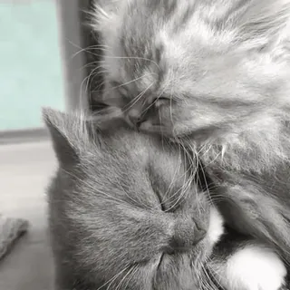 🐈 44deb6fa chat, chaton, animaux, mignon, animaux de compagnie, animaux domestiques telegram sticker