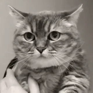 🐈 4ced947e chat, animal, animal de compagnie, félin, chat domestique, mammifère, chat gris telegram sticker