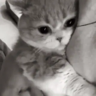 🐈 582f561c chat, chaton, mignon, animal de compagnie, animal, chat domestique telegram sticker