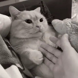 🐈 7325ad5f chat, animal de compagnie, animal domestique, animal, félin, mammifère telegram sticker