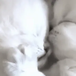 🐈 737c0773 chat, animaux, chatons, mignon telegram sticker