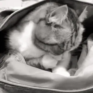 🐈 845fde23 chat, animal, animal de compagnie, mignon, domestique, félin, mammifère telegram sticker