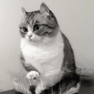 🐈 8a4d844f chat, animal, animal de compagnie, chat domestique, tigré, mammifère, félin, mignon telegram sticker