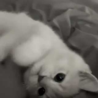 🐈 a5c0c5af chat, chaton, animal de compagnie, mignon, animal telegram sticker