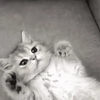 🐈 a77a6a0d chat, mignon, animal, animal de compagnie, chaton, doux, chat domestique telegram sticker