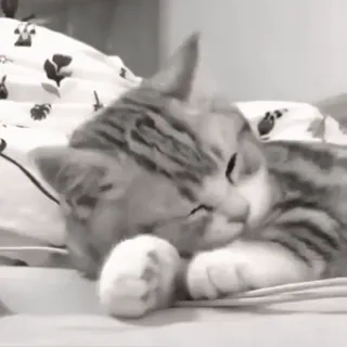 🐈 d94e991a chat, chaton, dormir, mignon, animal domestique telegram sticker