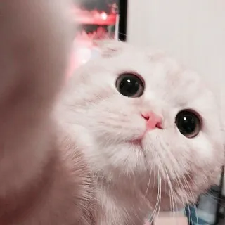 🌷 023fff22 고양이, 귀여운, 동물, 애완동물, 스코티쉬 폴드 telegram sticker