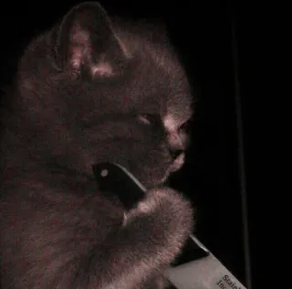 🤍 4e93058e 고양이, 칼, 동물, 애완 동물, 공격성 telegram sticker