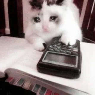 🤍 56fd8200 고양이, 계산기, 슬픔, 울음, 수학 telegram sticker