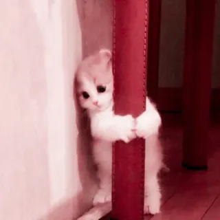 🌷 62c3c49a 고양이, 새끼 고양이, 귀여운, 숨기, 동물 telegram sticker