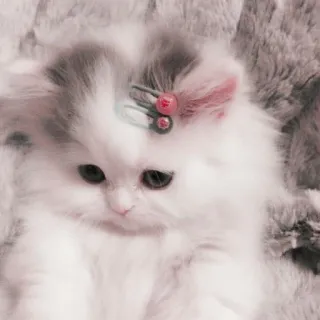 🤍 7b7a78cf 고양이, 새끼 고양이, 귀여운, 애완동물, 동물, 푹신한 telegram sticker