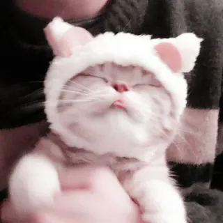 🤍 81e4bbb4 고양이, 새끼 고양이, 애완동물, 동물, 귀여운, 모자, 귀 telegram sticker