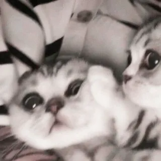 🌷 8b2af7a5 고양이, 귀여운, 동물, 새끼 고양이 telegram sticker