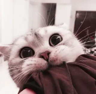 🌷 91533f2a 고양이, 귀여운, 동물, 애완동물, 눈 telegram sticker