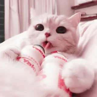 🤍 94213952 고양이, 야쿠르트, 동물, 귀여운, 혀 telegram sticker