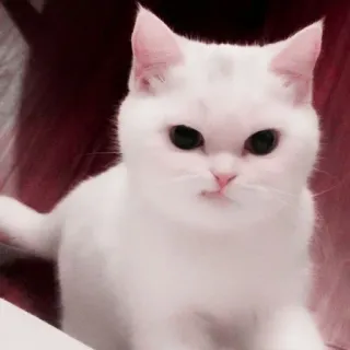 🌷 96b26778 고양이, 흰색, 동물, 귀여운, 애완동물 telegram sticker