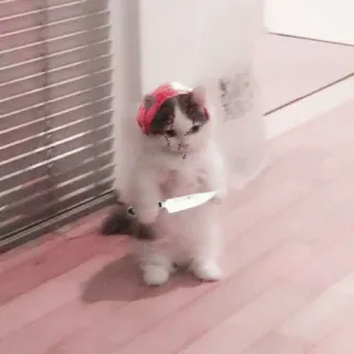 🌷 a790bc97 고양이, 칼, 동물, 귀여운, 애완 동물, 무기 telegram sticker