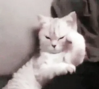 🌷 b61cce7e 고양이, 귀여운, 애완동물, 웃긴, 동물, 생각하는, 게으른 telegram sticker