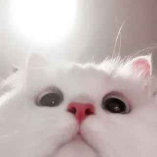 🌷 bd12698e 고양이, 하얀 고양이, 복슬복슬, 귀여운, 동물 telegram sticker