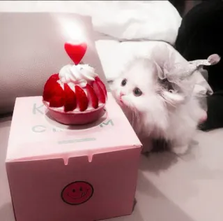 🌷 ccec6e69 새끼 고양이, 케이크, 생일, 귀여운, 동물, 축하 telegram sticker