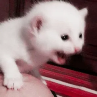 🌷 dbdb48c9 고양이, 새끼 고양이, 귀여운, 동물, 흰색 telegram sticker