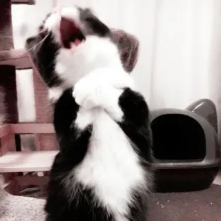 🤍 f88efd26 고양이, 하품, 흑백, 애완동물, 반려동물 telegram sticker