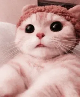 🌷 ff2103ce 고양이, 새끼 고양이, 동물, 귀여운, 애완 동물, 모자 telegram sticker