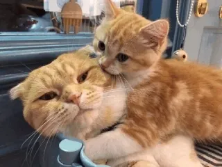 ⚡️ 0579f98a 고양이, 새끼 고양이, 동물, 주황색, 애완 동물, 귀여운 telegram sticker