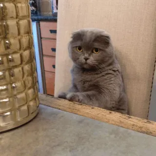 ⚡️ 069b519a 고양이, 스코티시 폴드, 동물, 애완동물, 귀여운, 웃긴 telegram sticker