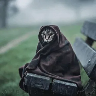 ⚡️ 06b58731 고양이, 동물, 담요, 포근한, 귀여운, 애완동물, 포유류 telegram sticker