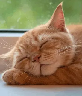 ⚡️ 0cba3fb4 고양이, 자는, 주황 고양이, 애완 동물, 동물, 집고양이, 고양이과 telegram sticker