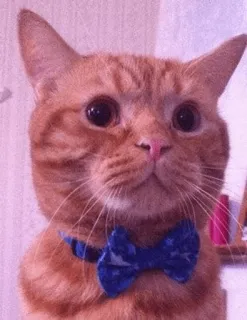 ⚡️ 16a37309 고양이, 동물, 애완동물, 나비넥타이, 귀여운, 주황색 telegram sticker