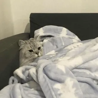 ⚡️ 189f35c0 고양이, 애완동물, 동물, 담요, 포근한, 귀여운, 가정적인, 실내 telegram sticker