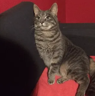 ⚡️ 1a374c35 고양이, 동물, 애완동물, 고양이과, 집고양이, 얼룩무늬 telegram sticker