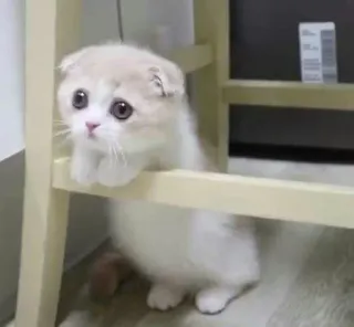 ⚡️ 2355b755 새끼 고양이, 귀여운, 고양이, 동물, 애완 동물, 사랑스러운, 작은 telegram sticker