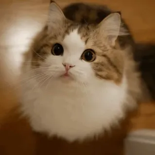 ⚡️ 28ef9aa5 고양이, 애완동물, 동물, 귀여운, 가정적인, 고양이과 telegram sticker