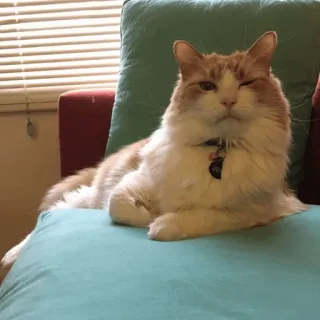 ⚡️ 4930e375 고양이, 동물, 애완동물, 집고양이, 고양이과, 포유류 telegram sticker