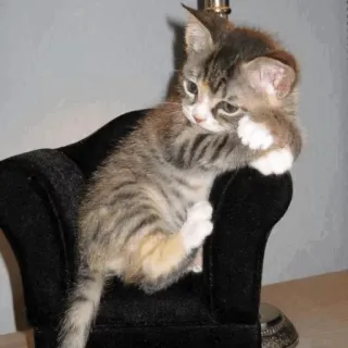 ⚡️ 525fcf15 고양이, 새끼 고양이, 애완동물, 동물, 귀여운, 고양이과 telegram sticker