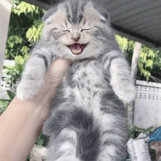 ⚡️ 5ad339f9 고양이, 새끼고양이, 동물, 애완동물, 귀여운, 회색, 웃긴, 사랑스러운 telegram sticker